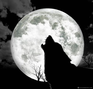 holdfenyben-uvolto-farkas-kep